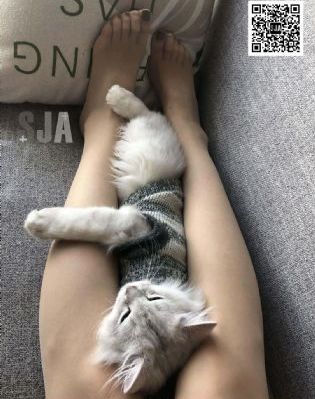 大小姐和看门犬_免费手机在线看观看